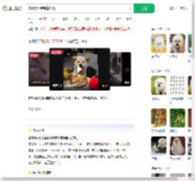 宠物狗坐宝宝椅吃饭_360搜索